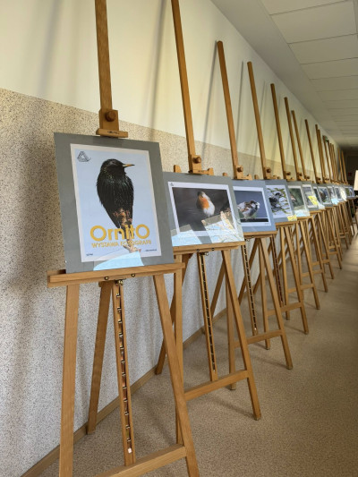 grafika do wpisu: Wystawa fotografii ptaków