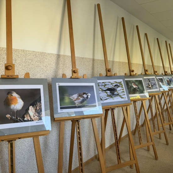 Wystawa fotografii ptaków